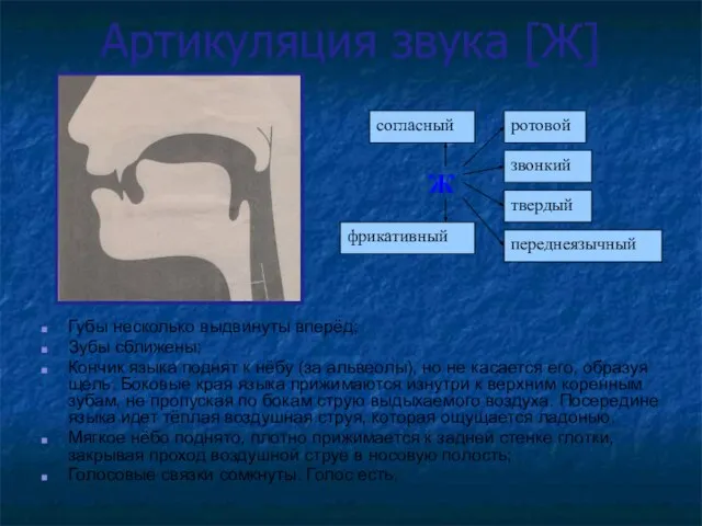 Артикуляция звука [Ж] Губы несколько выдвинуты вперёд; Зубы сближены; Кончик языка