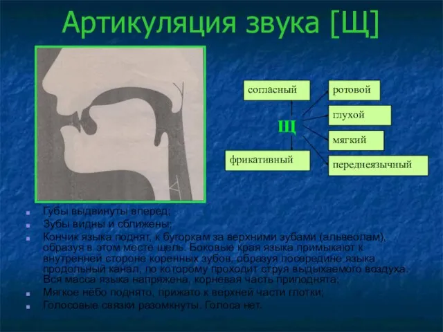 Артикуляция звука [Щ] Губы выдвинуты вперед; Зубы видны и сближены; Кончик