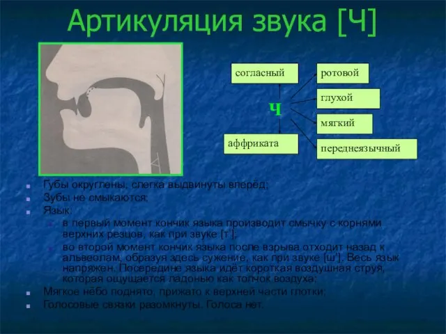 Артикуляция звука [Ч] Губы округлены, слегка выдвинуты вперёд; Зубы не смыкаются;