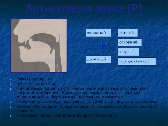 Артикуляция звука [P] Губы полуоткрыты; Зубы не смыкаются; Кончик языка поднят