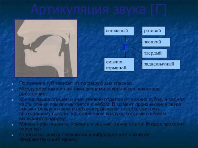 Артикуляция звука [Г] Положение губ зависит от последующих гласных; Между верхними