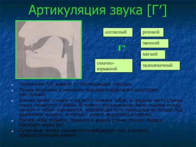 Артикуляция звука [Г′] Положение губ зависит от последующих гласных; Между верхними