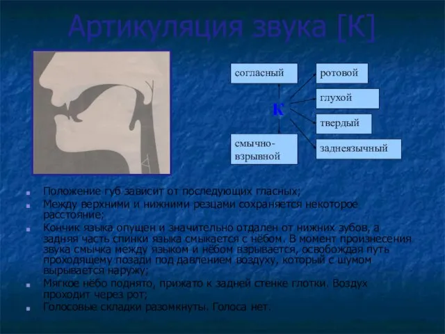 Артикуляция звука [К] Положение губ зависит от последующих гласных; Между верхними