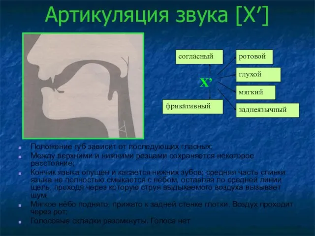 Артикуляция звука [Х′] Положение губ зависит от последующих гласных; Между верхними