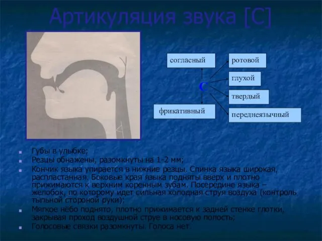 Артикуляция звука [С] Губы в улыбке; Резцы обнажены, разомкнуты на 1-2
