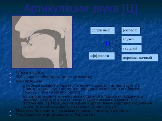 Артикуляция звука [Ц] Губы в улыбке; Зубы видны, сближены, но не