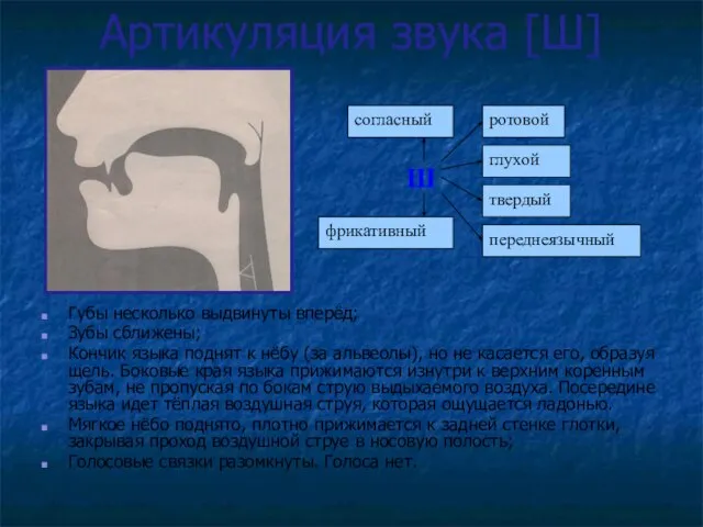 Артикуляция звука [Ш] Губы несколько выдвинуты вперёд; Зубы сближены; Кончик языка