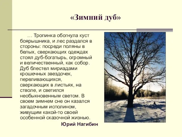 «Зимний дуб» … Тропинка обогнула куст боярышника, и лес раздался в