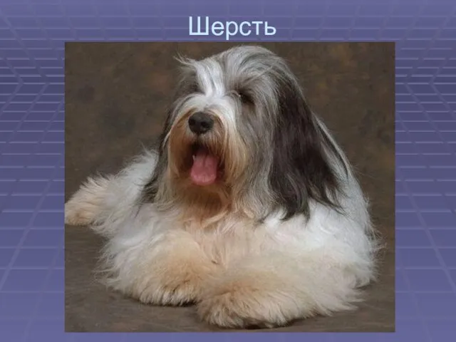 Шерсть