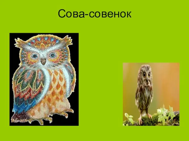 Сова-совенок