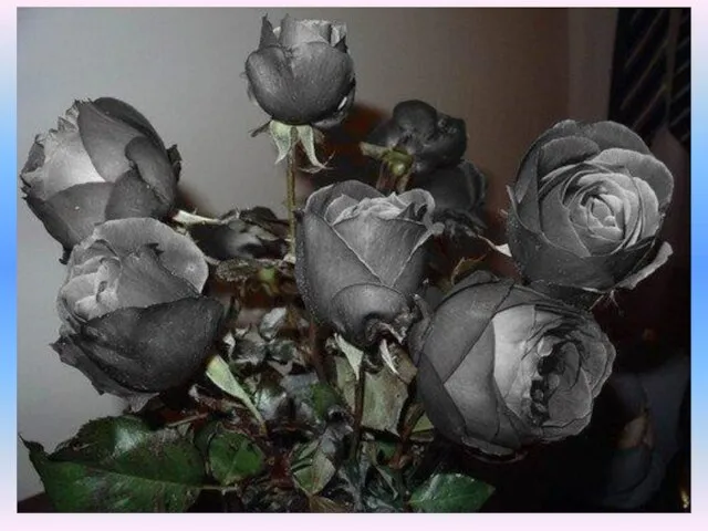 Черные розы - бесповоротный разрыв отношений.