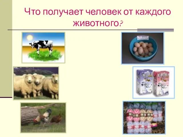 Что получает человек от каждого животного?