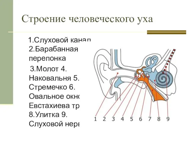 Строение человеческого уха 1.Слуховой канал 2.Барабанная перепонка 3.Молот 4.Наковальня 5.Стремечко 6.Овальное