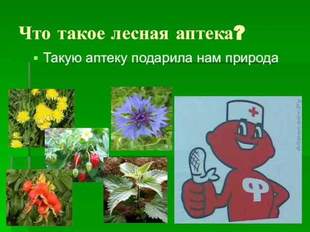 Что такое лесная аптека? Такую аптеку подарила нам природа