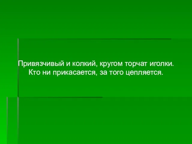 Привязчивый и колкий, кругом торчат иголки. Кто ни прикасается, за того цепляется.