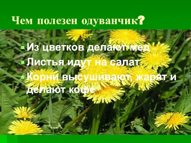 Чем полезен одуванчик? Из цветков делают мед Листья идут на салат