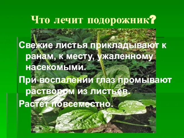 Что лечит подорожник? Свежие листья прикладывают к ранам, к месту, ужаленному