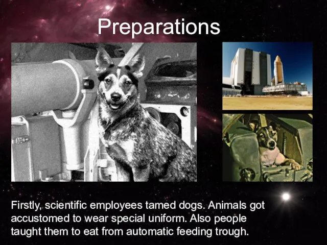 Firstly, scientific employees tamed dogs. Animals got accustomed to wear special