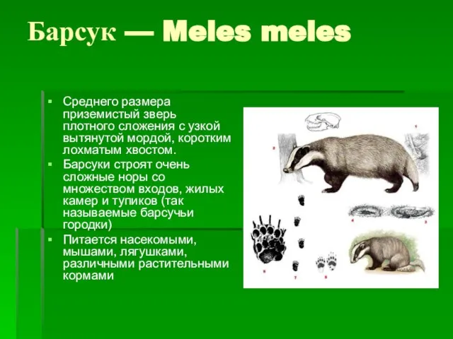 Барсук — Meles meles Среднего размера приземистый зверь плотного сложения с