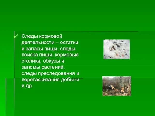 Следы кормовой деятельности – остатки и запасы пищи, следы поиска пищи,