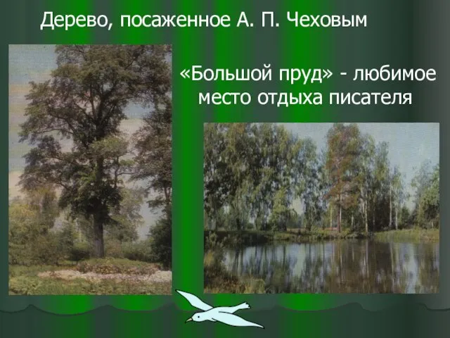 Дерево, посаженное А. П. Чеховым «Большой пруд» - любимое место отдыха писателя