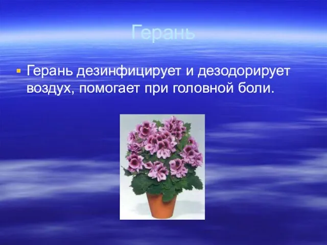 Герань Герань дезинфицирует и дезодорирует воздух, помогает при головной боли.