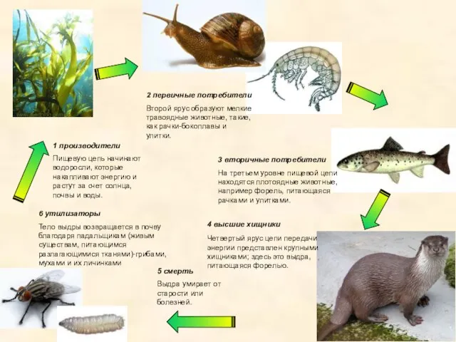 1 производители Пищевую цепь начинают водоросли, которые накапливают энергию и растут