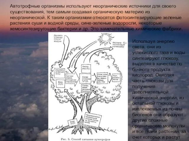 Автотрофные организмы используют неорганические источники для своего существования, тем самым создавая