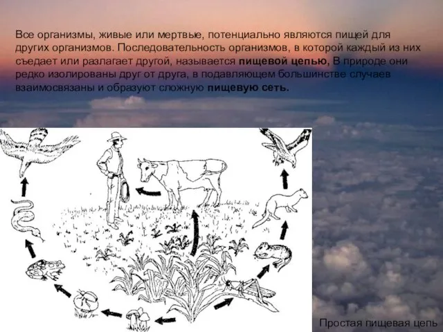 ПОТОКИ ЭНЕРГИИ КРУГОВОРОТА ВЕЩЕСТВ В ЭКОСИИТЕМАХ. Все организмы, живые или мертвые,