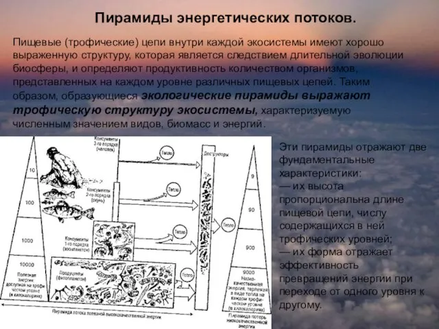 Пирамиды энергетических потоков. Пищевые (трофические) цепи внутри каждой экосистемы имеют хорошо