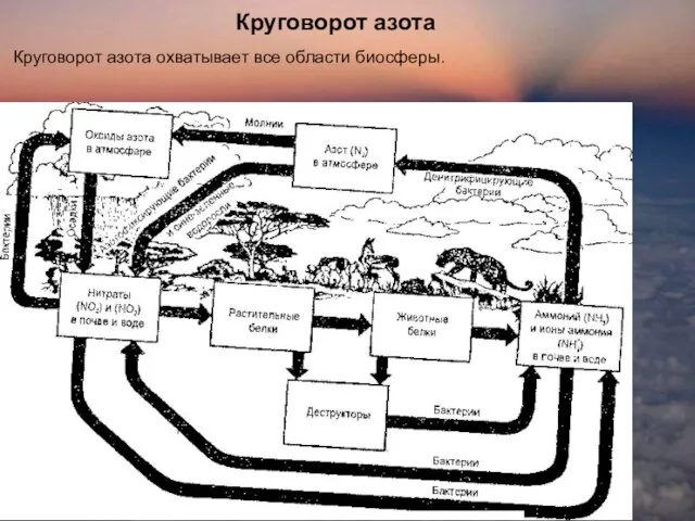 Круговорот азота Круговорот азота охватывает все области биосферы.