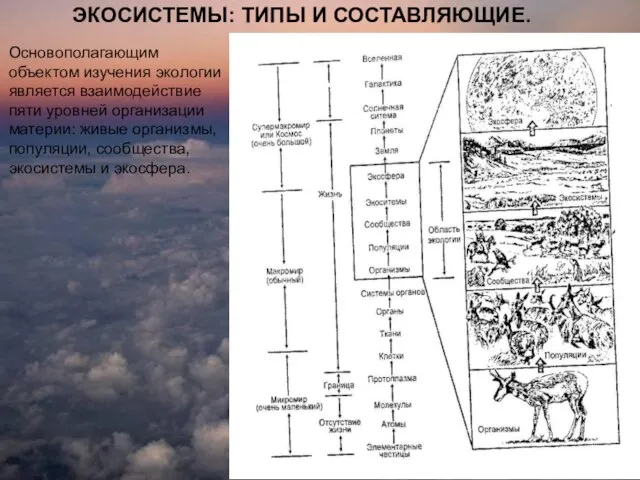 ЭКОСИСТЕМЫ: ТИПЫ И СОСТАВЛЯЮЩИЕ. Основополагающим объектом изучения экологии является взаимодействие пяти