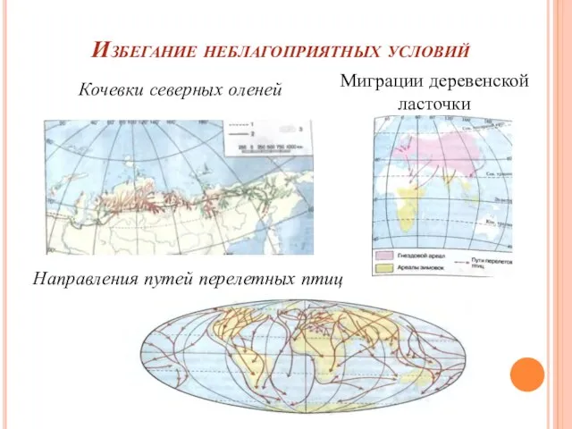 Избегание неблагоприятных условий Кочевки северных оленей Миграции деревенской ласточки Направления путей перелетных птиц