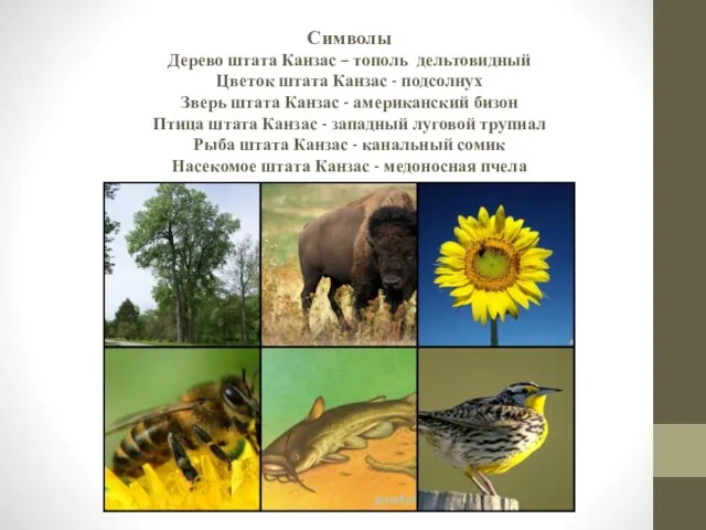 Символы Дерево штата Канзас – тополь дельтовидный Цветок штата Канзас -