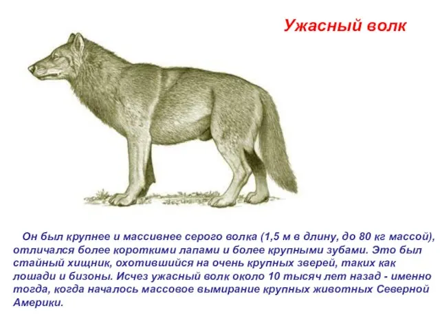 Ужасный волк Он был крупнее и массивнее серого волка (1,5 м