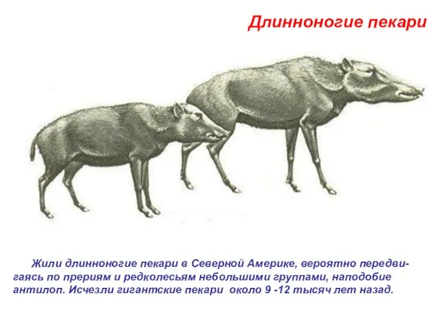 Жили длинноногие пекари в Северной Америке, вероятно передви-гаясь по прериям и