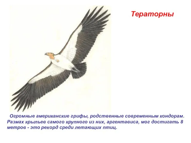 Тераторны Огромные американские грифы, родственные современным кондорам. Размах крыльев самого крупного