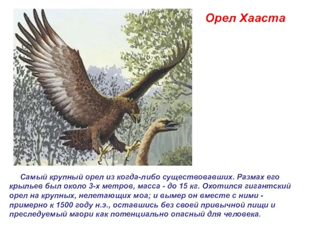 Орел Хааста Самый крупный орел из когда-либо существовавших. Размах его крыльев