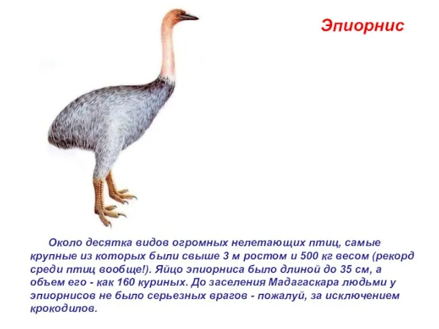 Эпиорнис Около десятка видов огромных нелетающих птиц, самые крупные из которых