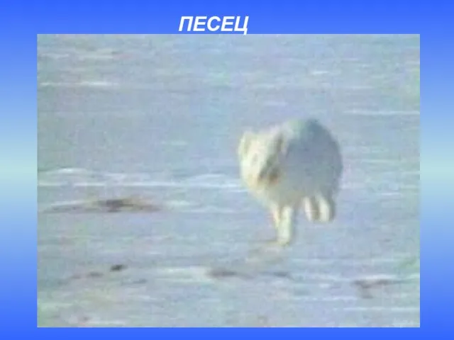 ПЕСЕЦ