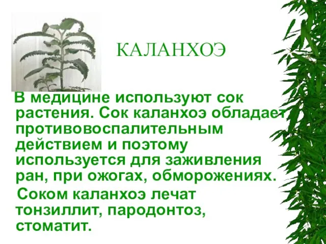 КАЛАНХОЭ В медицине используют сок растения. Сок каланхоэ обладает противовоспалительным действием