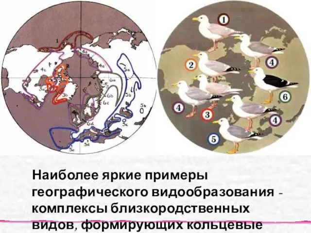 Наиболее яркие примеры географического видообразования - комплексы близкородственных видов, формирующих кольцевые ареалы