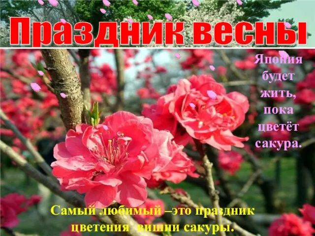 Праздник весны Самый любимый –это праздник цветения вишни сакуры. Япония будет жить, пока цветёт сакура.