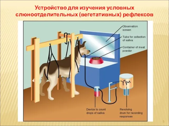 Устройство для изучения условных слюноотделительных (вегетативных) рефлексов