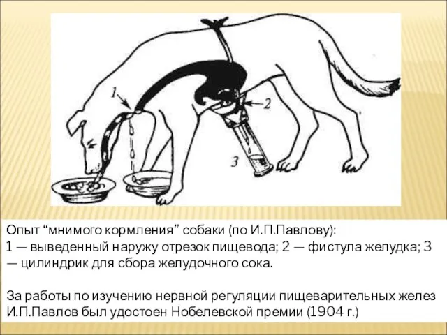 Опыт “мнимого кормления” собаки (по И.П.Павлову): 1 — выведенный наружу отрезок