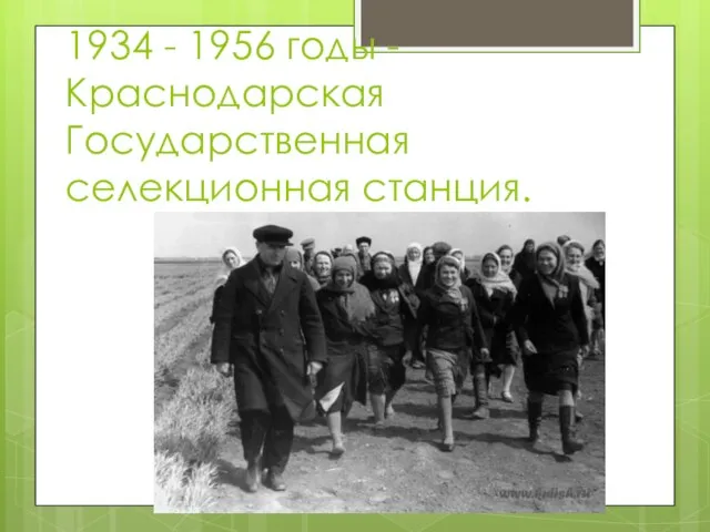 1934 - 1956 годы - Краснодарская Государственная селекционная станция.