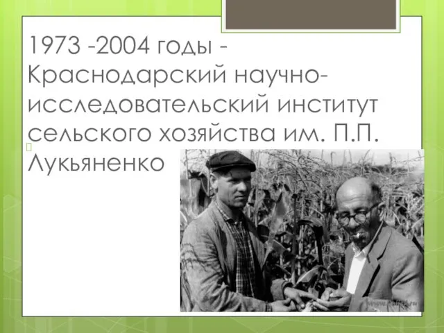 1973 -2004 годы - Краснодарский научно-исследовательский институт сельского хозяйства им. П.П. Лукьяненко