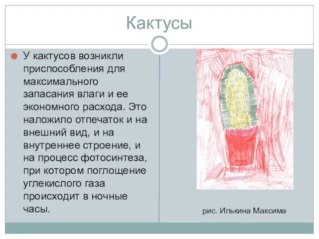 Кактусы У кактусов возникли приспособления для максимального запасания влаги и ее