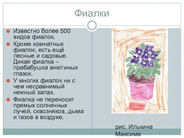 Фиалки Известно более 500 видов фиалок. Кроме комнатных фиалок, есть ещё