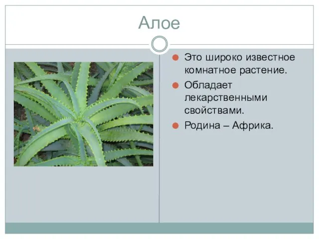 Алое Это широко известное комнатное растение. Обладает лекарственными свойствами. Родина – Африка.